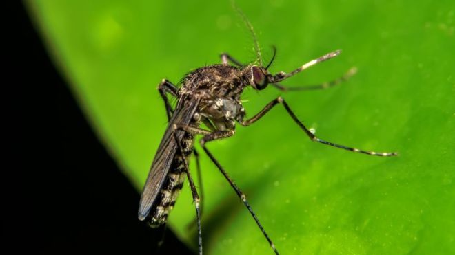 Qué es la fiebre de oropouche, la enfermedad parecida al zika que amenaza con propagarse por América del Sur