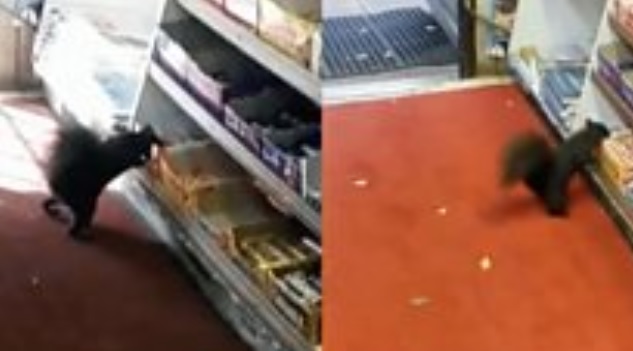Las ardillas que ya robaron más de 40 barras de chocolates de una tienda (y desesperan a sus dueños)