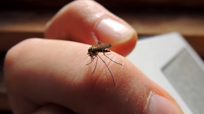 El cambio climático puede ser uno de los factores en el aumento de casos de dengue