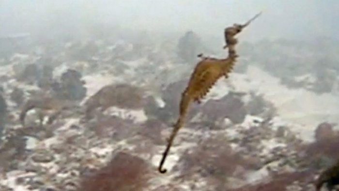 [VIDEO] El misterioso dragón marino rojo filmado por primera vez en las profundidades del océano