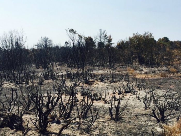Ministerio de Medio Ambiente convoca a comisión de expertos para restauración ecológica de patrimonio afectado por incendios