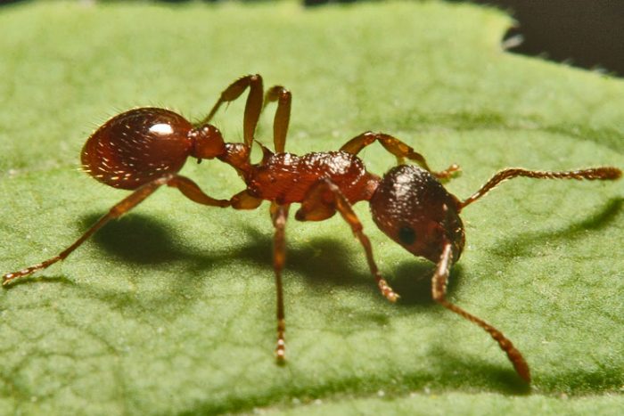 Las hormigas usan referencias terrestres y estelares para orientarse