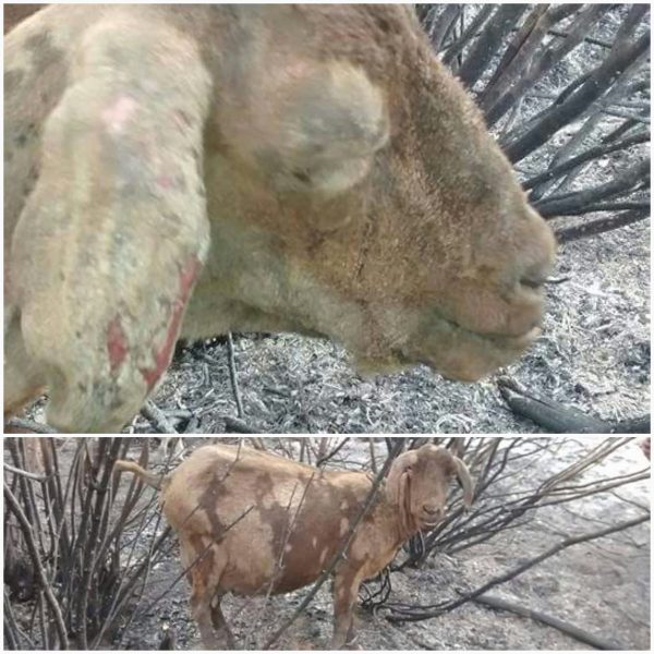 Infogate: "En incendio #Pumanque hay muchos animales heridos que necesitan ayuda conoce donde se recibe ayuda acá https://goo.gl/fVK2be"