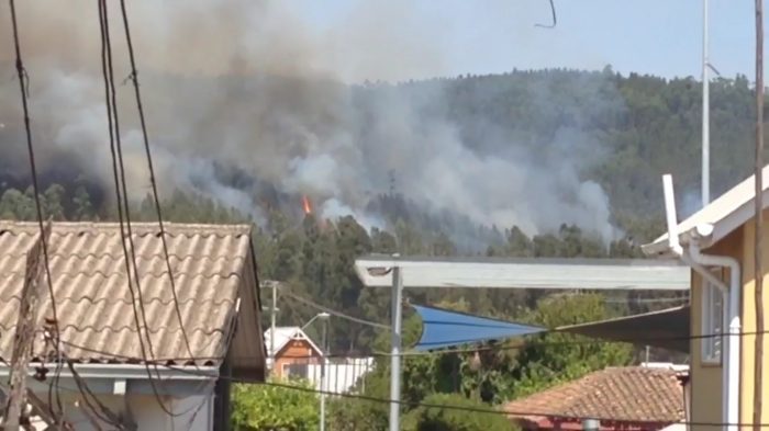 [VIDEO] Incendio forestal en Dichato se propaga rápidamente y amenaza a viviendas cercanas