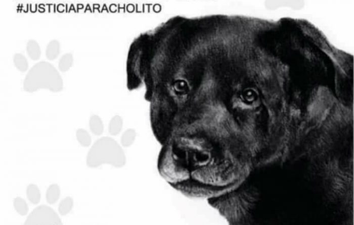 #JusticiaParaCholito: convocan a marcha en todo el país para condenar el maltrato animal