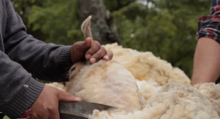 Esquilando junto a la pisci