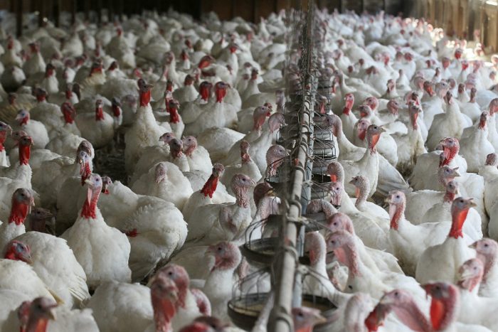 Segunda planta de pavos de Agrosuper es afectada por gripe aviar