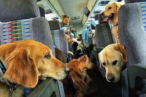 Cómo viajar con tu perro en carro - Estaciones de Servicio Nexum