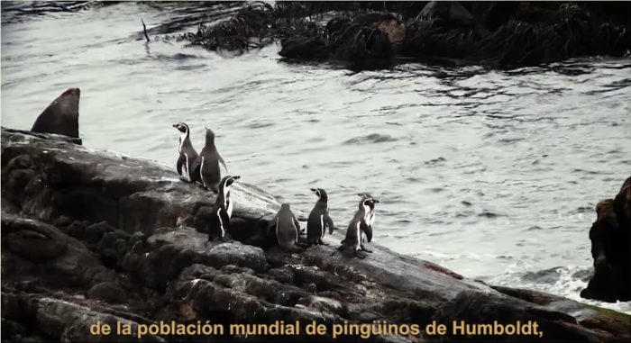 [VIDEO VIDA] #SalvemosLaHiguera: la campaña que busca impedir que refugio para la biodiversidad se transforme en Zona de Sacrificio