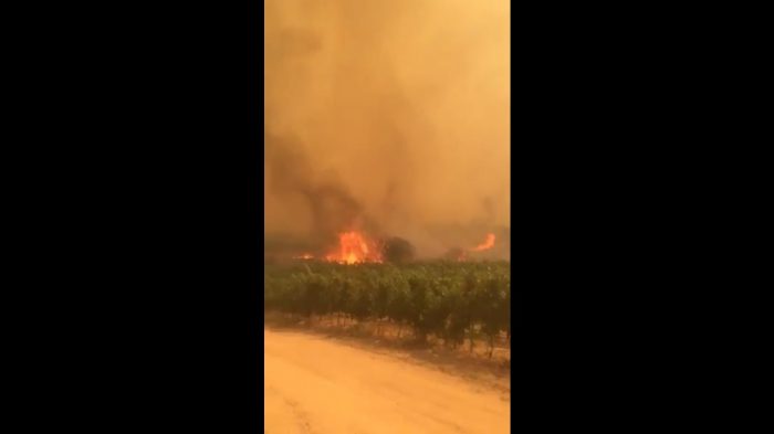 [VIDEO] El desolador registro en redes sociales del incendio forestal que consume a Pumanque