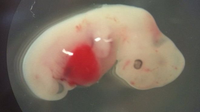 «Quimera»: los controvertidos embriones de cerdo que tienen células humanas