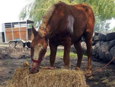 Avances terapéuticos en la rehabilitación veterinaria