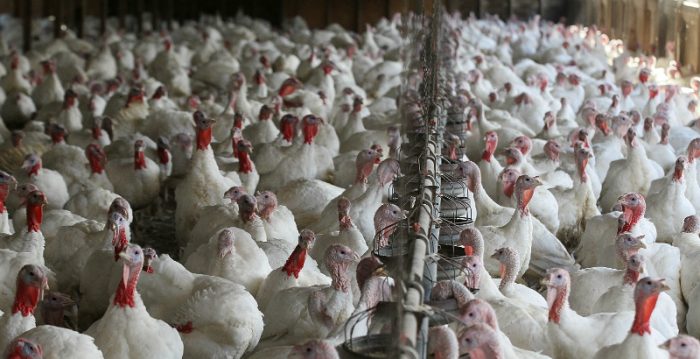 Laboratorio de EEUU confirma que gripe aviar detectada en planta Sopraval es de baja patogenicidad