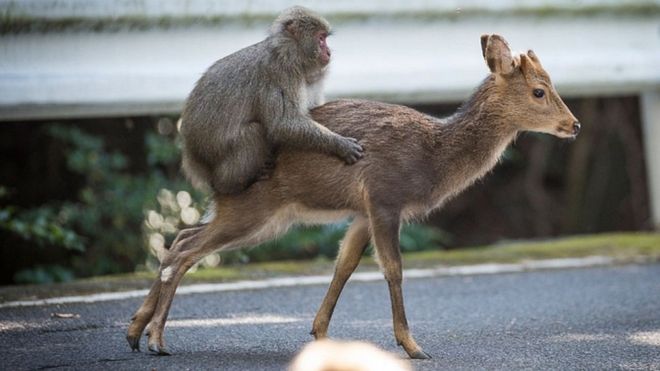 El curioso encuentro sexual entre un macaco japonés y un ciervo
