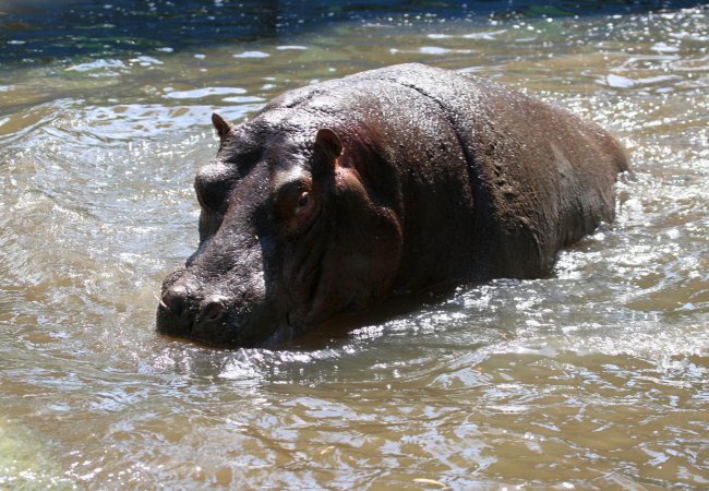 Muere «Gustavito», hipopótamo que fue atacado por humanos en un zoológico de El Salvador