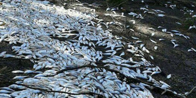 Científicos denuncian como «peligroso» proyecto para fertilizar el mar y producir más peces