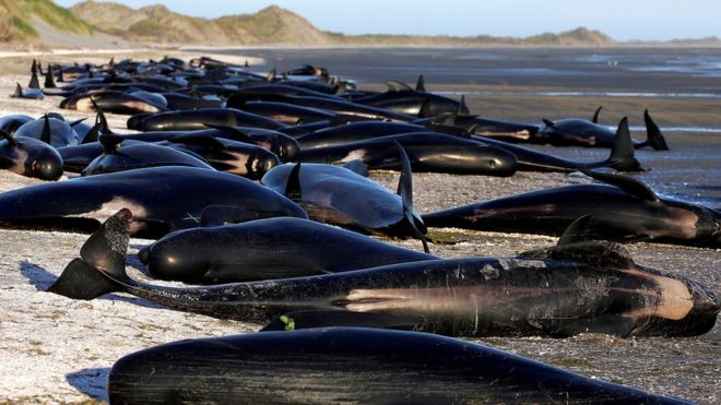 Riesgo de explosión: la monumental tarea de despejar una playa de Nueva Zelanda de cientos de ballenas muertas