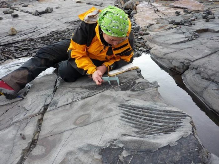 Científica chilena halla dinosaurio en trabajo de parto en Torres del Paine