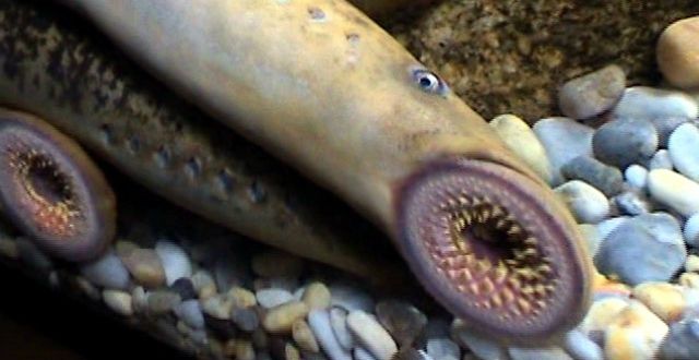 [VIDEO VIDA] Extraño animal marino sorprende a los habitantes de Tirúa