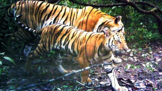 [VIDEO] Los tigres de Indochina descubiertos por cámaras escondidas en Tailandia