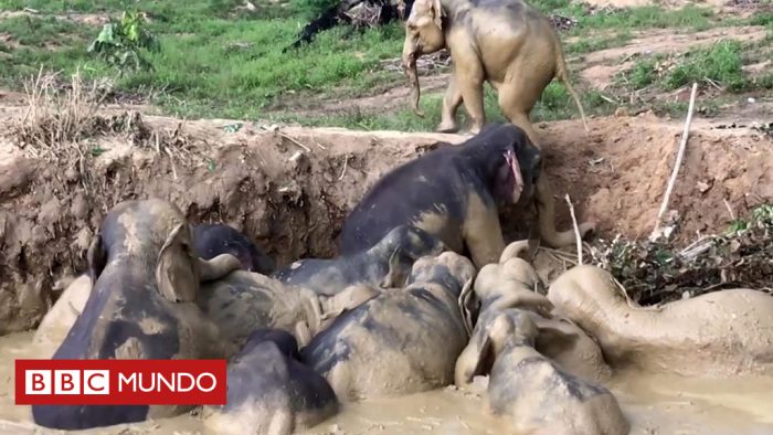 [VIDEO] El angustiante rescate de una manada de elefantes que se hundía en un pantano
