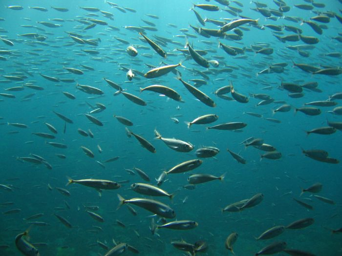 Chefs y científicos crean aplicación con recetas que contienen especies marinas no sobreexplotadas