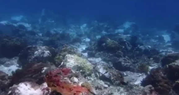 [VIDEO] Cómo quedó uno de los arrecifes de coral más bellos del mundo tras el paso destructor de un crucero británico en Indonesia