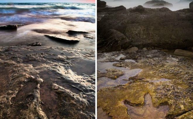 «El Parque Jurásico de Australia»: las gigantescas huellas de dinosaurio que sólo se dejan ver en la marea baja