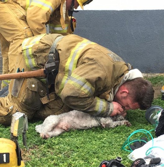 [VIDEO] Heroico bombero salva a perro de la muerte tras darle respiración boca a boca por veinte minutos
