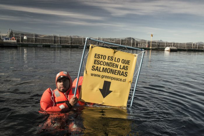 Greenpeace protesta para llamar la atención por contaminación de industria salmonera: «Cada concesión implica cerca de 900t de fecas y desechos de salmones»