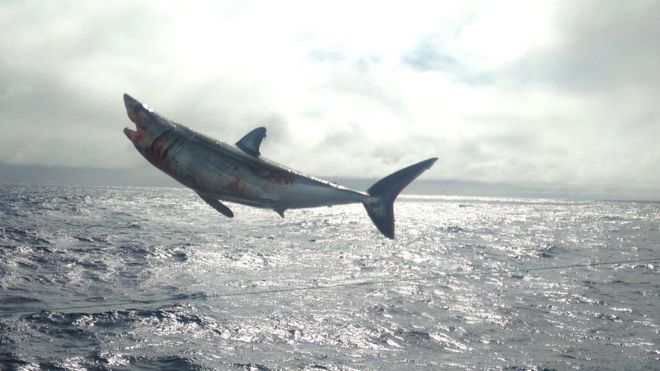 Heridos pero a salvo: liberan a cuatro tiburones atrapados ilegalmente en Chile