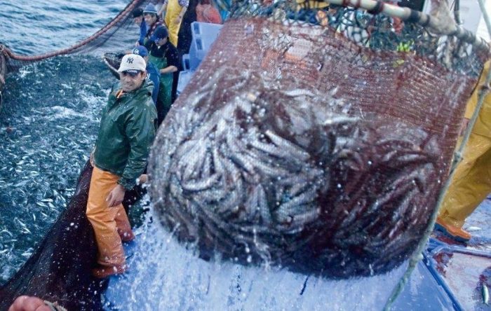 Oceana llama al Gobierno a nombrar Subsecretario de Pesca tras publicación de alarmante informe anual de las pesquerías chilenas