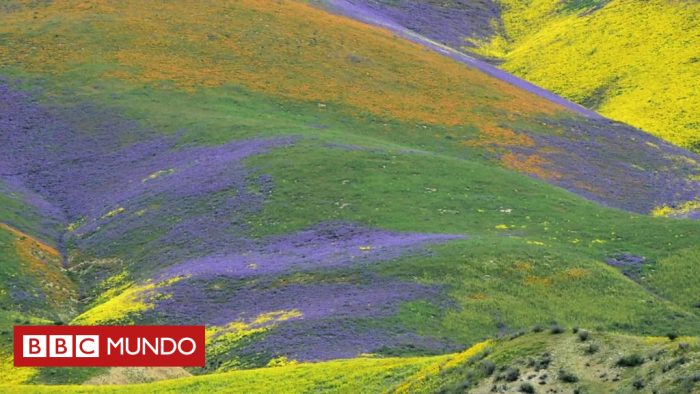 [VIDEO] El inmenso manto de flores que apareció en California tras años de sequía (y que se ve incluso desde el espacio)
