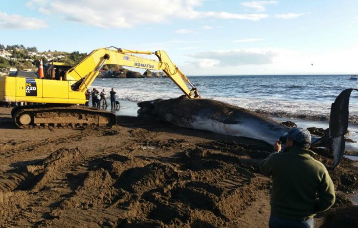 Armada entierra ballena de 10 toneladas que varó en la bahía de Lota