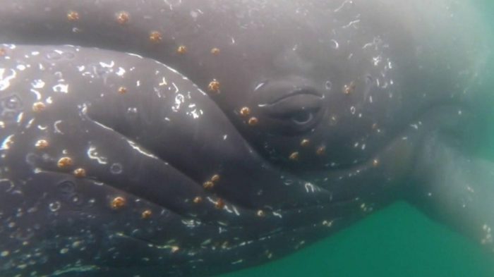 [VIDEO VIDA] Las espectaculares e inéditas imágenes de la vida de las ballenas en la Antártica