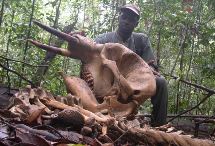 Estudio asegura que la caza está amenazando la vida silvestre de las regiones tropicales