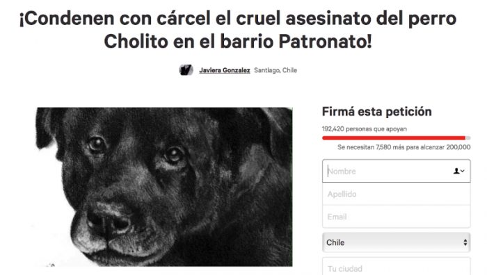 Change.org: en Chile más 400 mil personas han firmado una petición animalista posicionándola como la causa n°1 de participación ciudadana