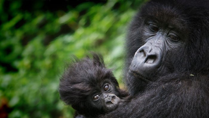 De niño soldado a jugarse la vida para salvar a los gorilas de Virunga