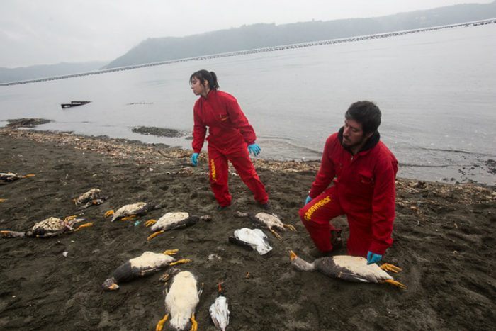 Greenpeace indignado ante declaración de Súnico por vertimiento de salmones en Chiloé: «Si hace un año nos impactaba la indolencia del gobierno, hoy es el descaro»