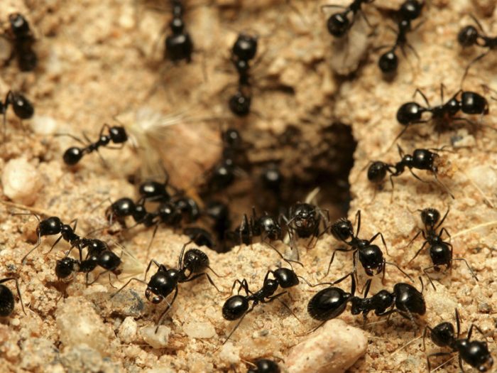 Las hormigas africanas que rescatan a sus compañeras heridas