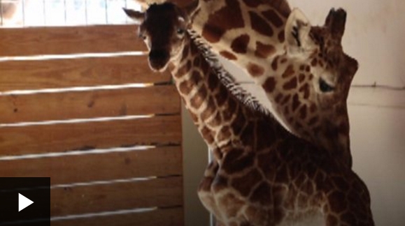 [VIDEO] El emocionante parto de April, la jirafa embarazada del zoológico de Nueva York