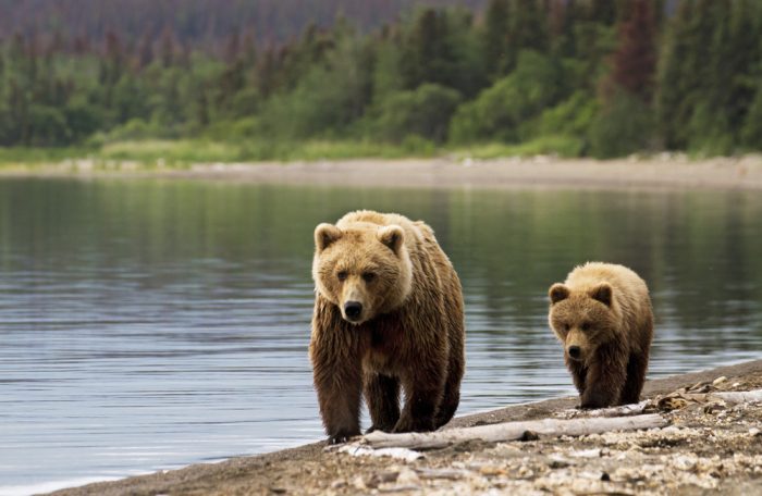 Los osos se comunican a través del olor de sus pies, según estudio