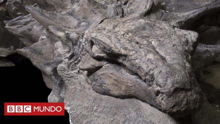 [VIDEO] Cómo este dinosaurio de 110 millones de años logró conservarse casi intacto