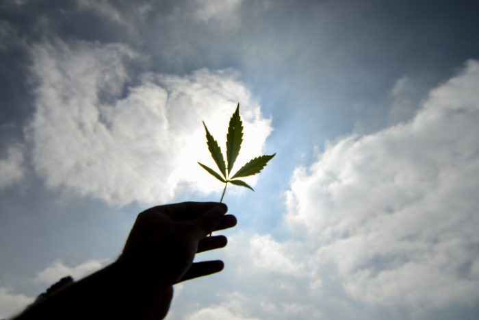A pesar de lograr más de 44 mil firmas: comisión de la Convención rechaza la iniciativa «Cannabis a la Constitución»