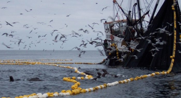 Pescadores artesanales advierten «campaña del terror» de la industria para evitar cambios a Ley Longueira
