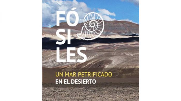 Muestra «Fósiles: Un mar petrificado en el desierto» en Museo de Antofagasta