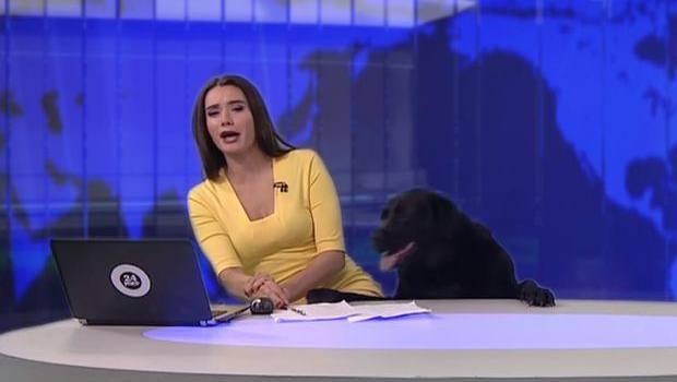 [VIDEO] La curiosa interrupción de un perro a una periodista en pleno noticiero