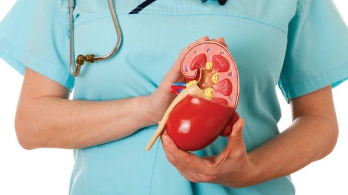 Semana del riñón: La incidencia del sobrepeso en las enfermedades renales