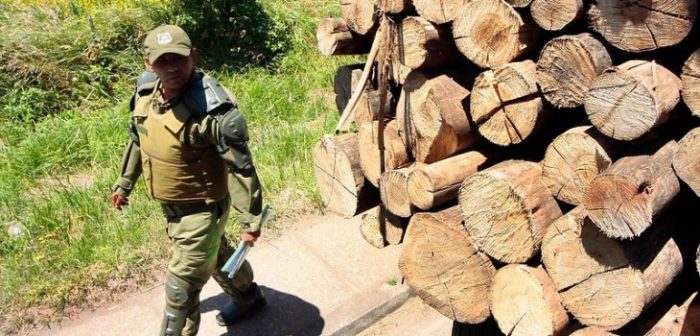 Empresario lideraba millonario fraude tributario en Bío Bío: robaba y vendía madera con facturas falsas en zona de conflicto mapuche