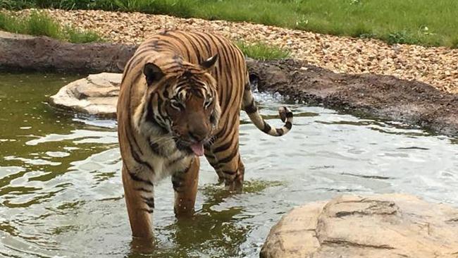 Tigre ataca y da muerte a la cuidadora de un zoológico en Inglaterra